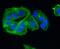 C-C Motif Chemokine Receptor 7 antibody, NBP2-67324, Novus Biologicals, Immunofluorescence image 