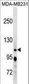 RB Transcriptional Corepressor Like 1 antibody, LS-C155956, Lifespan Biosciences, Western Blot image 