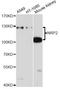 Neuropilin-2 antibody, A2581, ABclonal Technology, Western Blot image 