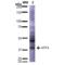 ATF4 antibody, 56583, QED Bioscience, Western Blot image 