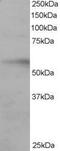 Interferon Regulatory Factor 6 antibody, PA5-18033, Invitrogen Antibodies, Western Blot image 