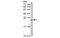 RAS Related 2 antibody, MBS837584, MyBioSource, Western Blot image 