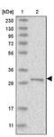 Ras Suppressor Protein 1 antibody, PA5-55270, Invitrogen Antibodies, Western Blot image 