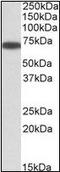 Endoplasmic Reticulum Oxidoreductase 1 Alpha antibody, orb95437, Biorbyt, Western Blot image 