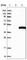 Leucine Rich Repeat Containing 28 antibody, HPA039378, Atlas Antibodies, Western Blot image 