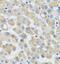 Synaptosome Associated Protein 29 antibody, FNab08058, FineTest, Immunohistochemistry frozen image 