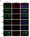 Bestrophin 1 antibody, NB300-164, Novus Biologicals, Immunocytochemistry image 