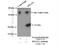 Ribosomal Protein L23a antibody, 16386-1-AP, Proteintech Group, Immunoprecipitation image 