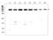 Tight Junction Protein 1 antibody, LS-C344084, Lifespan Biosciences, Western Blot image 