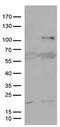 Anosmin 1 antibody, TA811916, Origene, Western Blot image 