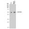 Transcription Factor 7 antibody, MAB8224, R&D Systems, Western Blot image 