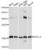 Achaete-Scute Family BHLH Transcription Factor 4 antibody, A14439, ABclonal Technology, Western Blot image 