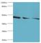 Flotillin 2 antibody, LS-C377485, Lifespan Biosciences, Western Blot image 