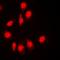 B Cell Receptor Associated Protein 31 antibody, orb74685, Biorbyt, Immunofluorescence image 