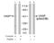 Vasodilator Stimulated Phosphoprotein antibody, GTX38661, GeneTex, Western Blot image 