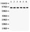 POU Class 2 Homeobox 1 antibody, LS-C357505, Lifespan Biosciences, Western Blot image 