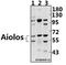 IKAROS Family Zinc Finger 3 antibody, A01611S386, Boster Biological Technology, Western Blot image 