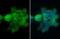 CD2 Associated Protein antibody, GTX106235, GeneTex, Immunofluorescence image 