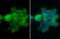 CD2-associated protein antibody, GTX106235, GeneTex, Immunofluorescence image 