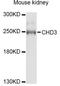 Chromodomain Helicase DNA Binding Protein 3 antibody, A2221, ABclonal Technology, Western Blot image 