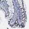 Golgi Membrane Protein 1 antibody, NBP1-88774, Novus Biologicals, Immunohistochemistry frozen image 
