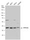 Protein Phosphatase 1 Catalytic Subunit Beta antibody, GTX115027, GeneTex, Western Blot image 