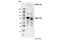 MAP2 antibody, 4542S, Cell Signaling Technology, Western Blot image 