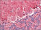 Fatty acid-binding protein, brain antibody, AP23130PU-N, Origene, Immunohistochemistry frozen image 