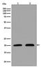 p21 antibody, M00145-3, Boster Biological Technology, Western Blot image 