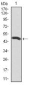 Polo Like Kinase 1 antibody, abx015971, Abbexa, Western Blot image 