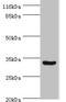 Matrix AAA Peptidase Interacting Protein 1 antibody, orb351401, Biorbyt, Western Blot image 