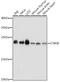 Cytochrome B5 Type B antibody, A15900, ABclonal Technology, Western Blot image 