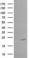 RAB30, Member RAS Oncogene Family antibody, CF505342, Origene, Western Blot image 