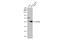 GATA Binding Protein 2 antibody, GTX113441, GeneTex, Western Blot image 