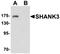 SH3 And Multiple Ankyrin Repeat Domains 3 antibody, orb75792, Biorbyt, Western Blot image 