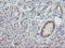 THAP Domain Containing 6 antibody, M16470, Boster Biological Technology, Immunohistochemistry paraffin image 