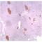 Vasostatin antibody, ENZ-30932, Enzo Life Sciences, Immunohistochemistry frozen image 