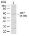 Interferon Regulatory Factor 7 antibody, 700229, Invitrogen Antibodies, Western Blot image 