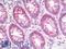 Mitochondrial Transcription Termination Factor 2 antibody, LS-B10093, Lifespan Biosciences, Immunohistochemistry paraffin image 