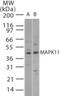 Mitogen-Activated Protein Kinase 11 antibody, NB100-56446, Novus Biologicals, Western Blot image 