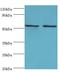 Tyrosyl-tRNA synthetase, mitochondrial antibody, LS-C380348, Lifespan Biosciences, Western Blot image 