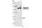 RB Transcriptional Corepressor 1 antibody, 8516P, Cell Signaling Technology, Immunoprecipitation image 