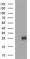 Peroxiredoxin 2 antibody, TA590354, Origene, Western Blot image 