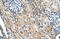 Transmembrane Protein 231 antibody, 31-374, ProSci, Immunohistochemistry frozen image 