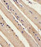 STK11 antibody, LS-C158266, Lifespan Biosciences, Immunohistochemistry frozen image 
