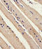 Serine/Threonine Kinase 11 antibody, LS-C158266, Lifespan Biosciences, Immunohistochemistry frozen image 