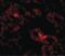 ANKRD54 antibody, PA5-20778, Invitrogen Antibodies, Immunofluorescence image 