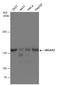 SLIT-ROBO Rho GTPase Activating Protein 2 antibody, GTX130797, GeneTex, Western Blot image 