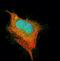 Minichromosome Maintenance Complex Component 3 antibody, orb74001, Biorbyt, Immunofluorescence image 