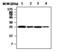 Cathepsin H antibody, MA5-17253, Invitrogen Antibodies, Western Blot image 